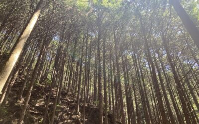 吉野の森に行ってきました